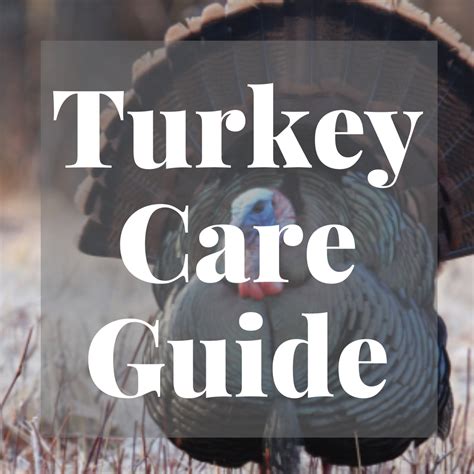 turkey care flockjourney
