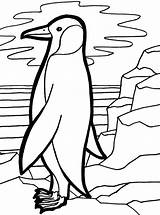 Penguin Coloring Emperor Cute Pages Penguins Designlooter Kids Popular Colouring 760px 15kb sketch template
