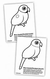 Parakeet Coloring Pages Color Animals Printable sketch template