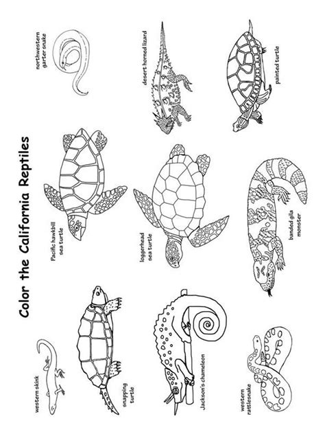 animal coloring pages coloring pages  kids animals images