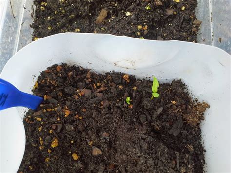 bell pepper seeds  germinate  suburban jungle