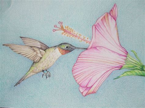 Pencil Art Work Hummingbird With Pink Flower Original Etsy