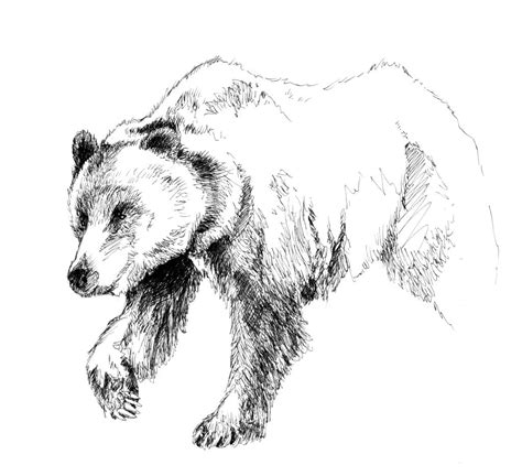 grizzly bear  bear sketch bear drawing bear claw tattoo