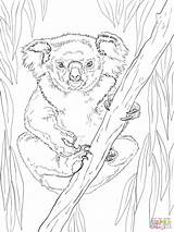 Koala Coloring Pages Friendly Drawing Line Female Koalas Tree Kids Printable Colorings sketch template