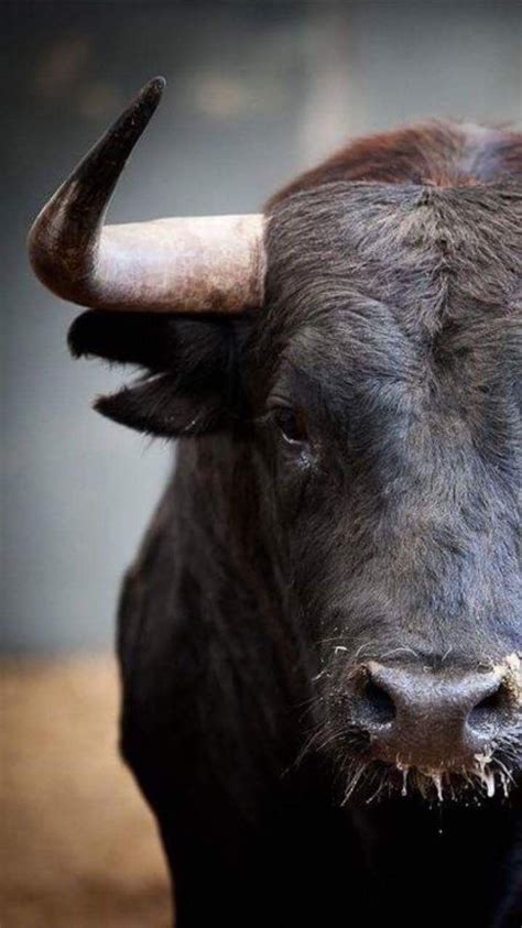 pin  barbara rathmanner  bueffel bull images black bull bull
