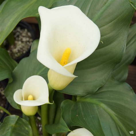 common white calla lily green acres nursery supply