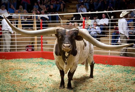 oklahoma longhorn bull with record horn span sold in texas kgbt