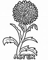 Aster Coloring Flower Printable sketch template