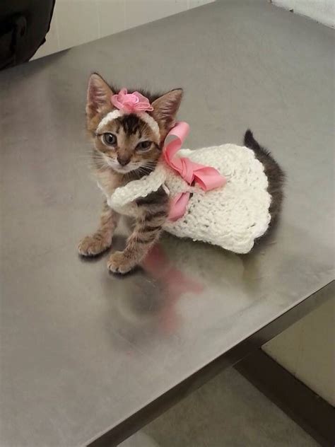 gray tabby kitten in white dress and pink bow cat and kittens wearing