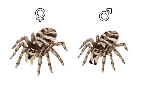 Как рисовать животных пауки их популярные виды анатомия
