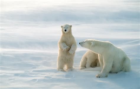 places   polar bears travelmanagers