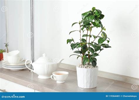 tea plant  pot cup  teapot stock image image  flora leaf