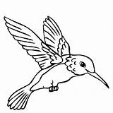 Hummingbird Coloring Drawing Pages Bird sketch template