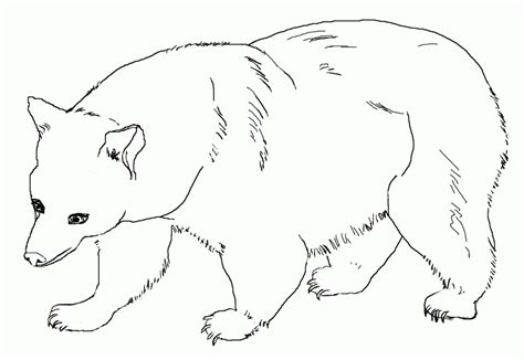 printable bear coloring pages  kids bear coloring pages