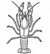 Crawfish Coloring Pages Drawing Crayfish Louisiana Clipart Printable Fish Crafts Colouring Outline Drawings Cliparts Animal Clip Color Animals Template Cartoons sketch template