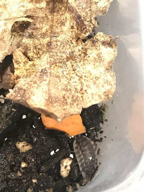 id and sex they are wild should i wait to put them in my terrarium to
