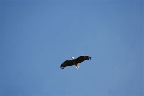 filebald eagle  flightjpg wikimedia commons