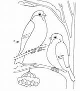 Ausmalbild Bullfinch sketch template