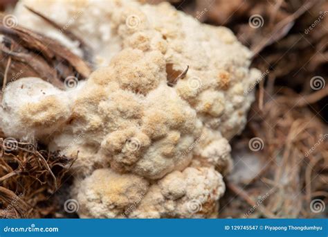 volvariella volvacea mushroom grow  cultivation stock image image  natural mushrooms