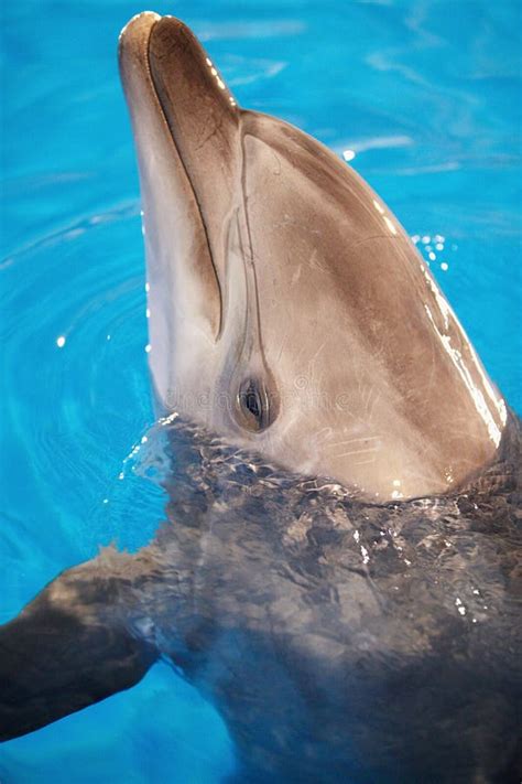 dolphin head stock photo image  blue azure friendly