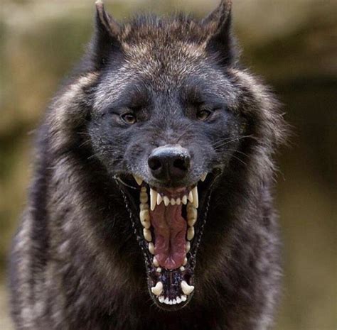 black wolf photo  bjorn reibert rnatureismetal