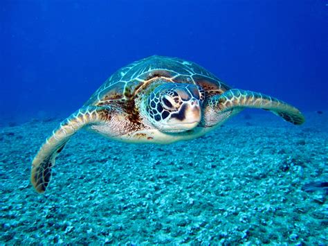 happy sea turtle week  event magazine