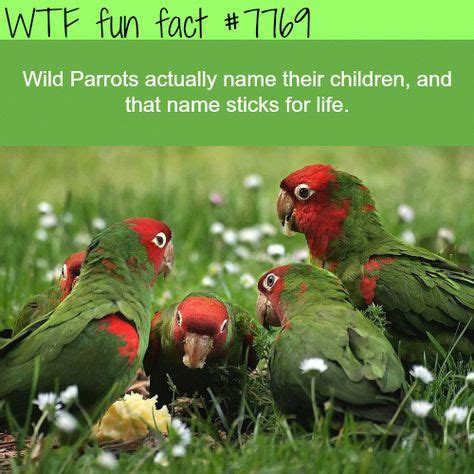 fun facts  birds images fun facts facts animal facts
