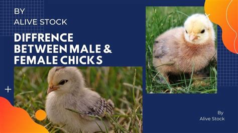 how to identify male and female chicks organic male female chicks
