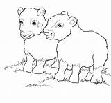Coloring Ox Pages Musk Costa Muskox Rica Babies Cart Template Drawing Printable Categories 8kb 1120px 1200 sketch template