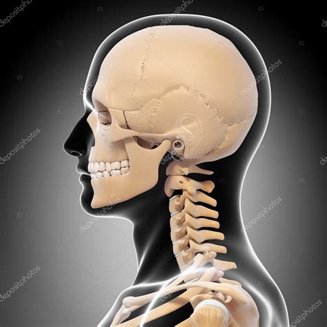 human skeleton side view stock photo