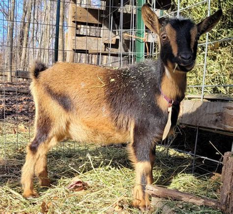 Does Bottomley Goat Farm