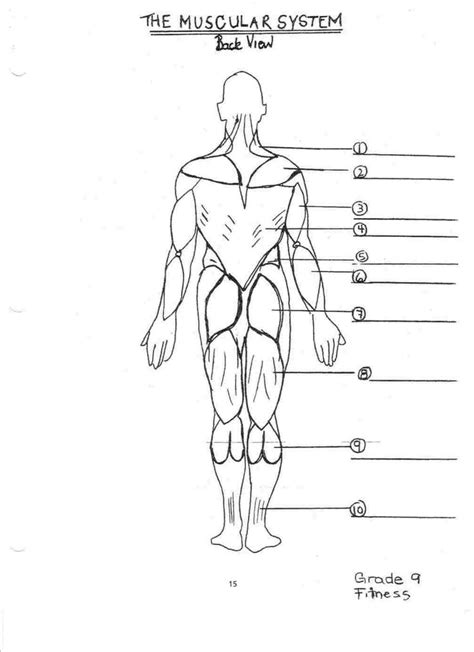 drawing  muscular system human body structure drawing  muscular