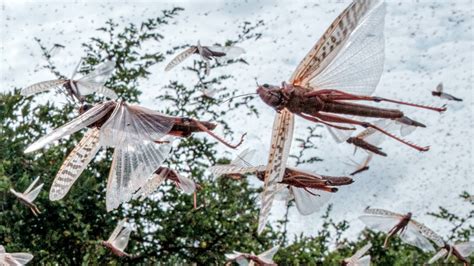 locusts swarmed east africa  tech helped squash    york times