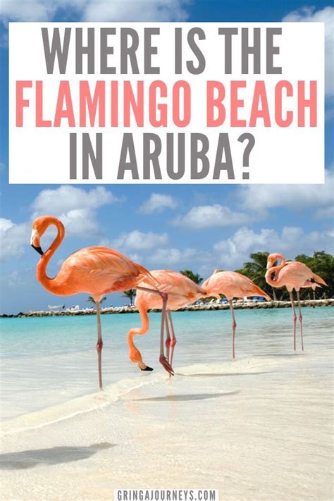 visit flamingo beach aruba day passes   worth  caribbean travel aruba travel