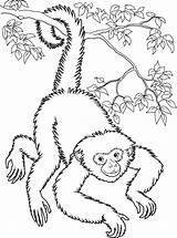 Coloring Monkeys Monkey Pages Kids Spider Color Panama Printable Easy Colouring Colour Print Animals Getdrawings Children Getcolorings sketch template