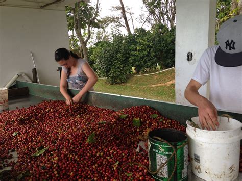 Coffee Plantation Tour At Hacienda Pomarrosa In Ponce