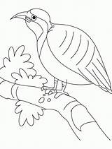 Partridge Quail Pear Tree Bestcoloringpages Resting sketch template