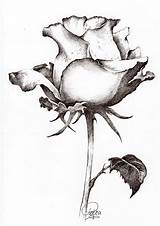 Rose Pencil Drawing Flowers Flower Sketch Roses Drawings Sketches Style Find Beautiful Ilovetodraw Siterubix Choose Board sketch template