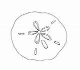 Sand Dollar Clipart Template Sketch Sanddollar Wikiclipart Tattoo Coloring Pages Shells Rocks Drawing Mike Shell Google Dollars Crafter Kitchen Table sketch template