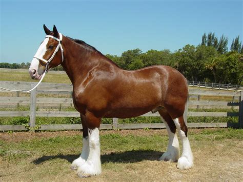 clydesdale horses  hull truth boating  fishing forum