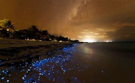 magical sea  stars  maldives  transport   fairytale