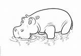 Hippos Coloring Pages Print Books sketch template