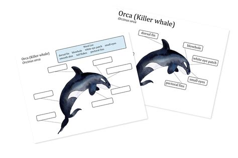 orca killer whale anatomy poster homeschool marine biology etsy
