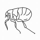Flea Drawing Icon Bug Tick Siphonaptera Insect Editor Open Getdrawings sketch template