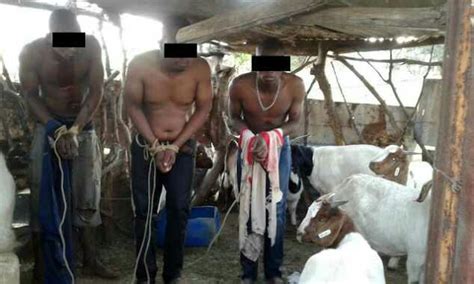 3 goat thieves arrested in yenagoa crime nigeria