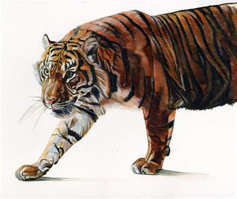 tigerwatercolor tiger art illustration watercolor illustration