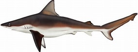 Afbeeldingsresultaten voor "carcharhinus Brachyurus". Grootte: 284 x 108. Bron: marinewise.com.au