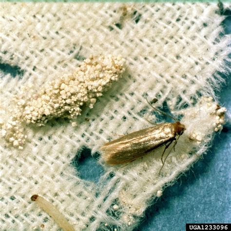 controlling clothes moths pests in the urban landscape anr blogs