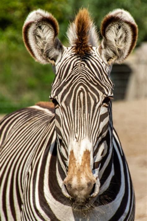 zebra   beekse bergen safaripark editorial photo image  beekse tilburg