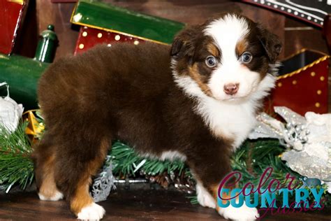 cosmo red tri female color country aussies